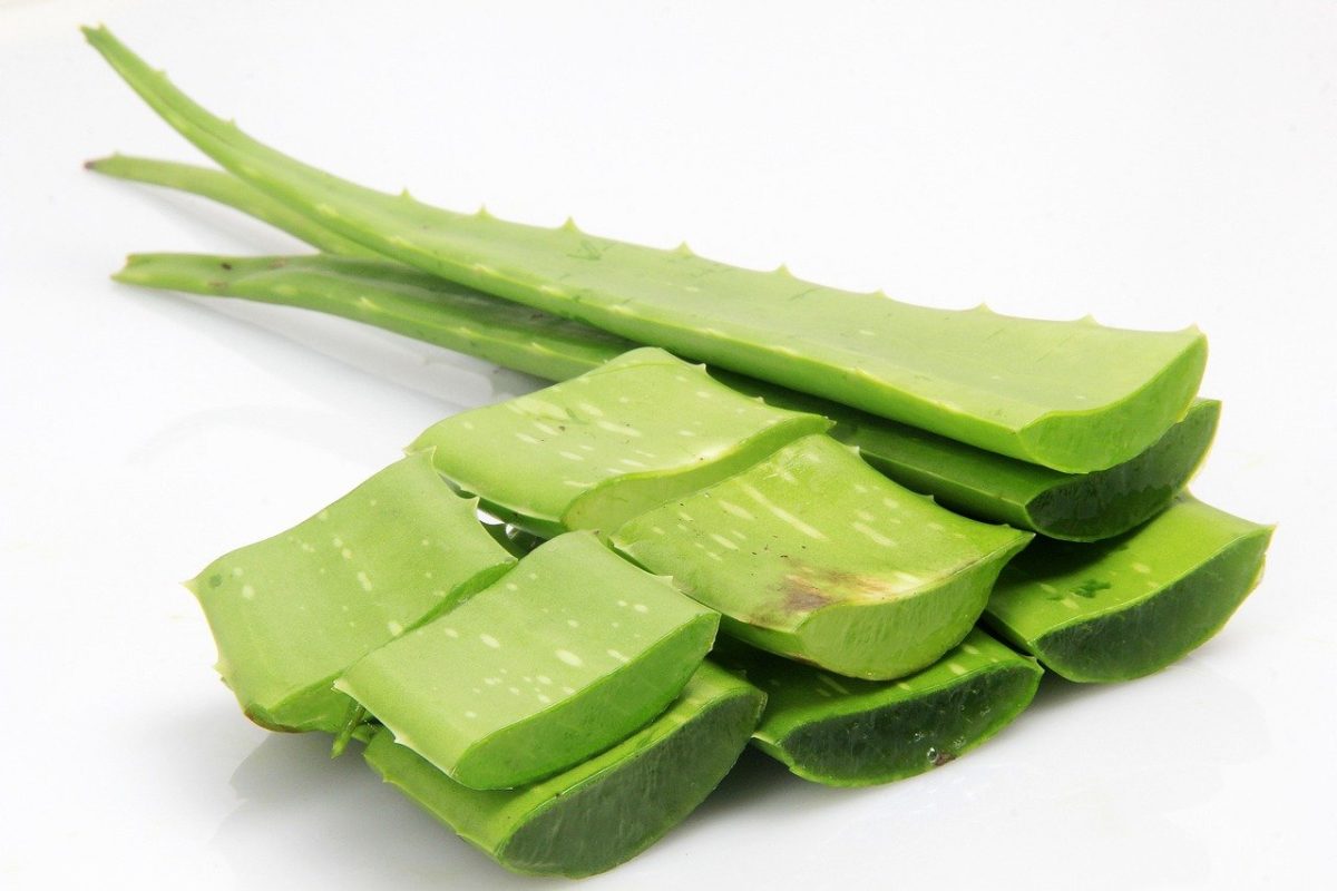 aloe vera proprietà benefici - aloe vera