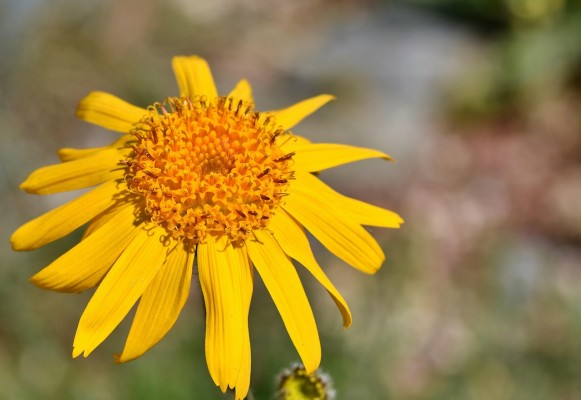 arnica montana