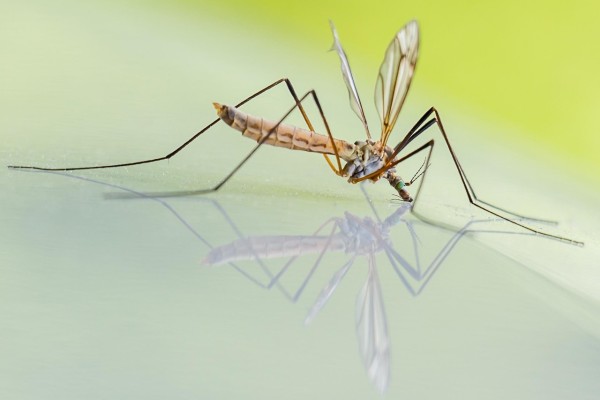 come prevenire la dengue